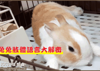 兔子語言懶人包