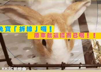 兔子結紮拆線經驗分享：