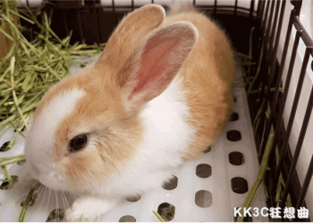 養兔新手必須要知道的兔兔飼養技巧 & 心得分享！